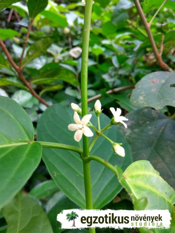 Chiang-da, Gymnema inodorum, etnobotanika